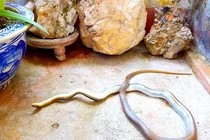 Loài rắn “hổ báo” hung hăng, giả chết điêu luyện