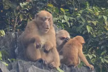 Cận cảnh đàn khỉ mốc "quý như vàng" bất ngờ xuất hiện ở Quảng Bình