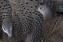 Mê mẩn loài gà “quý như vàng” của Việt Nam