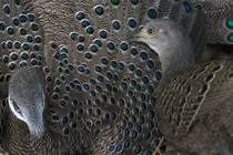 Mê mẩn loài gà “quý như vàng” của Việt Nam