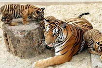 Việt Nam sở hữu loài hổ quý hiếm nhất hành tinh, nghi đã tuyệt chủng