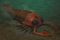 Bọ cạp biển khổng lồ đã tuyệt chủng bất ngờ xuất hiện ở Úc