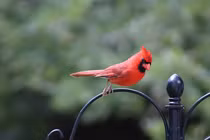 6 động vật kỳ lạ có khả năng "chuyển giới" linh hoạt nhất hành tinh 