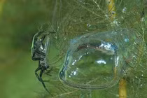 Loài nhện kỳ lạ nhất Trái Đất, chăng tơ săn mồi dưới nước