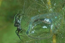 Loài nhện kỳ lạ nhất Trái Đất, chăng tơ săn mồi dưới nước