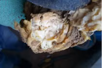 Đào trúng “cây súp lơ” lạ, ai ngờ là “báu vật” tiền tỷ