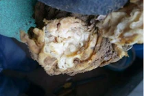 Đào trúng “cây súp lơ” lạ, ai ngờ là “báu vật” tiền tỷ