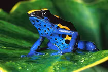 "Sát thủ” động vật hàng đầu trong rừng Amazon: Bất ngờ trùm cuối