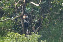 Voọc chà vá cực hiếm bất ngờ vào chùa Phú Yên "xin ăn"