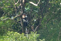 Voọc chà vá cực hiếm bất ngờ vào chùa Phú Yên "xin ăn"