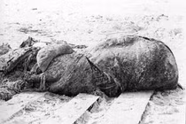 Top thủy quái có thật đáng sợ nhất hành tinh