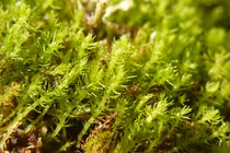 Phát hiện sốc thủ phạm gây tuyệt chủng “hóa thạch sống” Tây Tạng