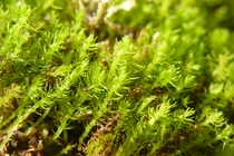 Phát hiện sốc thủ phạm gây tuyệt chủng “hóa thạch sống” Tây Tạng