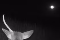 Phát hiện “kỳ lân” ngoài đời thực đang lảng vảng kiếm ăn dưới ánh trăng