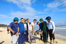 Rùa biển cổ đại cực hiếm mắc lưới ngư dân