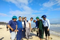 Rùa biển cổ đại cực hiếm mắc lưới ngư dân