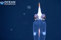 Kỳ lạ con mực hệt “người ngoài hành tinh” với đôi mắt đỏ