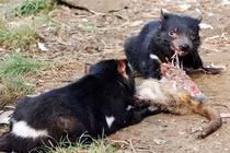 Loài sát thủ bất ngờ “tái xuất” sau 3.000 năm tuyệt chủng