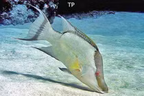 Loài cá có thuật ẩn thân tài tình, đến chết vẫn ngụy trang