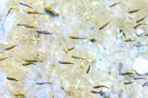 Loài cá tí hon xâm lấn khiến nước Mỹ “tuyển” robot truy đuổi