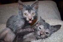 Độc lạ giống mèo “ma sói” giá gần 50 triệu đồng/ con