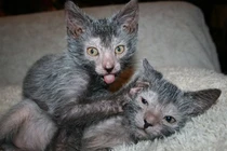 Độc lạ giống mèo “ma sói” giá gần 50 triệu đồng/ con