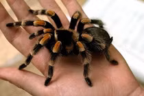 Top 3 loài nhện độc nhất thế giới, điên cuồng hạ gục rắn độc