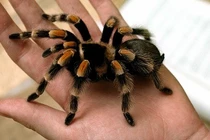 Top 3 loài nhện độc nhất thế giới, điên cuồng hạ gục rắn độc