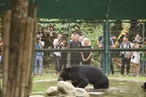 Cứu hộ 2 cá thể gấu về Vườn quốc gia Bạch Mã