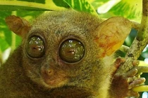 Sửng sốt 3 loài động vật “hiếm có, khó tìm” nhất hành tinh