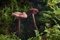 Kinh ngạc sự thật nấm có thể “giao tiếp” với nhau sau trời mưa