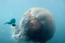 Kinh ngạc top 5 động vật khổng lồ nhất đại dương