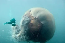 Kinh ngạc top 5 động vật khổng lồ nhất đại dương