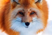 Trung Quốc: Vào hang bắt cáo, vô tình nhặt được bảo vật nghìn năm có một