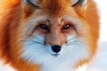 Trung Quốc: Vào hang bắt cáo, vô tình nhặt được bảo vật nghìn năm có một