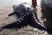 Tận mục những loài động vật đột biến kỳ lạ nhất hành tinh