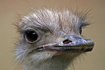 Những loài động vật ngốc nghếch nhất hành tinh