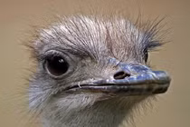 Những loài động vật ngốc nghếch nhất hành tinh