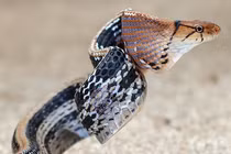 Cận cảnh loài rắn hung hăng nhưng… nhát gan, “đóng kịch” giả chết tài tình