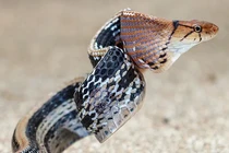 Cận cảnh loài rắn hung hăng nhưng… nhát gan, “đóng kịch” giả chết tài tình