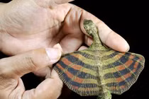 Top sinh vật kỳ dị “ngoài hành tinh” tồn tại trên Trái Đất 