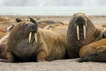 Loài động vật nào có lực cắn đáng sợ nhất hành tinh?