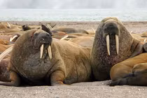 Loài động vật nào có lực cắn đáng sợ nhất hành tinh?