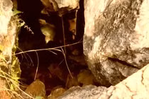 Trung Quốc: Vào hang bắt cáo, lão nông bất ngờ thấy “bảo vật” vô giá