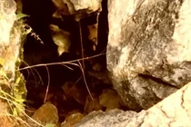 Trung Quốc: Vào hang bắt cáo, lão nông bất ngờ thấy “bảo vật” vô giá