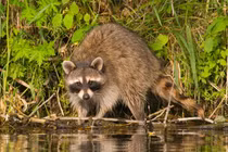 Bật mí những sự thật bất ngờ về động vật