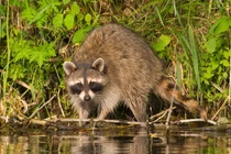 Bật mí những sự thật bất ngờ về động vật