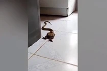 Chuẩn bị ăn cơm, tái mặt thấy “quái vật” trong bếp