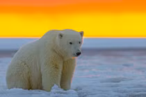 Bất ngờ giả thuyết người ngoài hành tinh nặng bằng gấu Bắc Cực