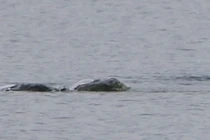 Sốt xình xịch bức ảnh chụp quái vật hồ Loch Ness giấu kín nhiều năm